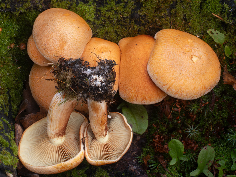 Gymnopilus stabilis